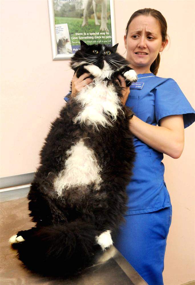 Кот, страдающий ожирением