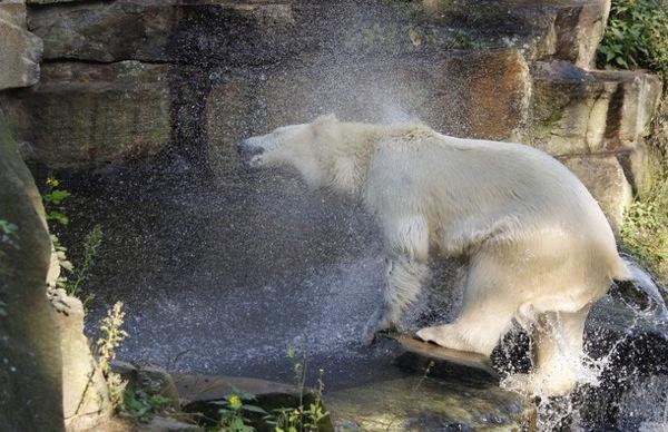 У знаменитого белого медведя в Германии по кличке Кнут появилась подруга из Италии.