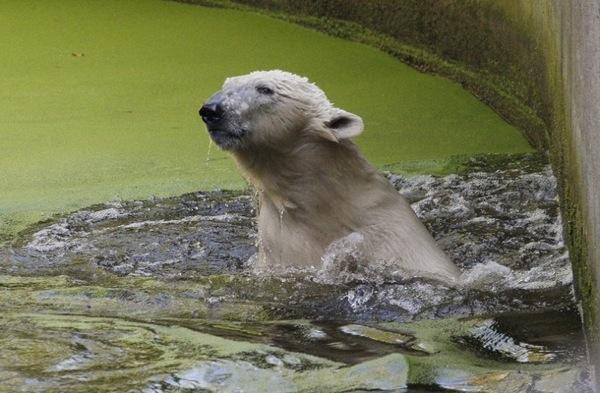У знаменитого белого медведя в Германии по кличке Кнут появилась подруга из Италии.