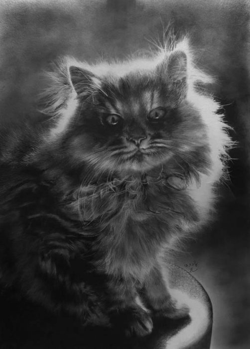 Рисунок кошки в карандаше. Пол Лунг.