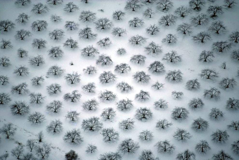 Покрытый снегом фруктовый сад в Соединенных Штатах. (Richard Olsenius)
