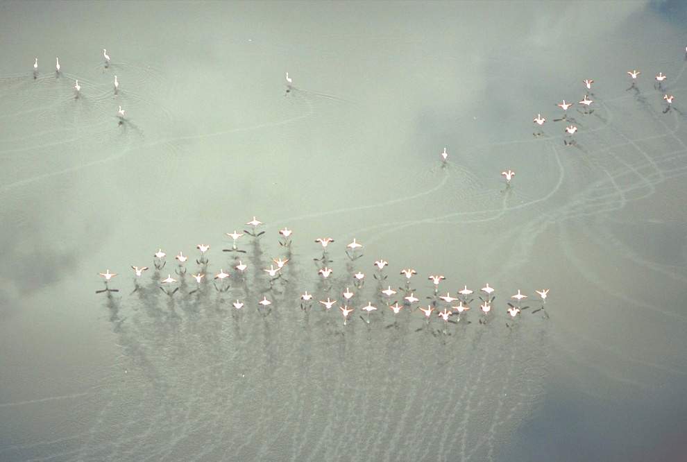 Фламинго взлетают на озере Магади в Кении. (Robert Haas)