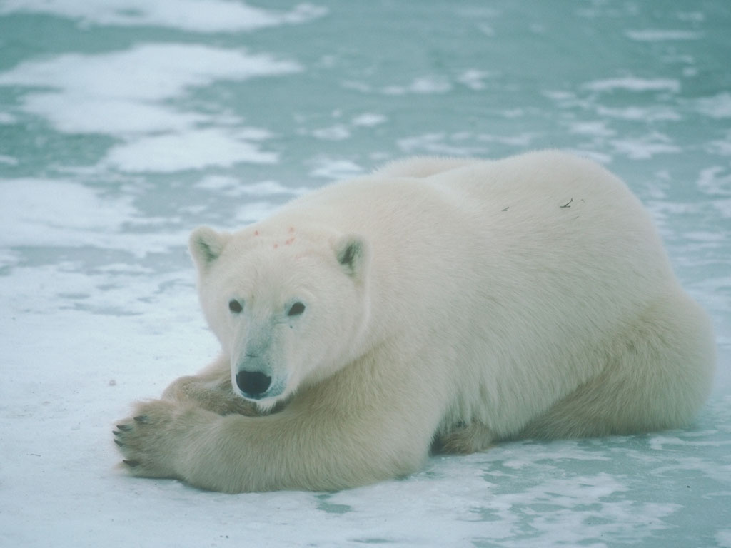 белый медведь, полярный медведь, Polar Bear