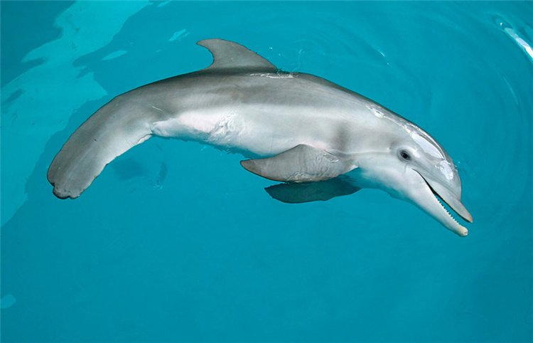 Дельфин Винтер – первое бионическое морское существо, которое двигается с помощью искусственного хвоста.
