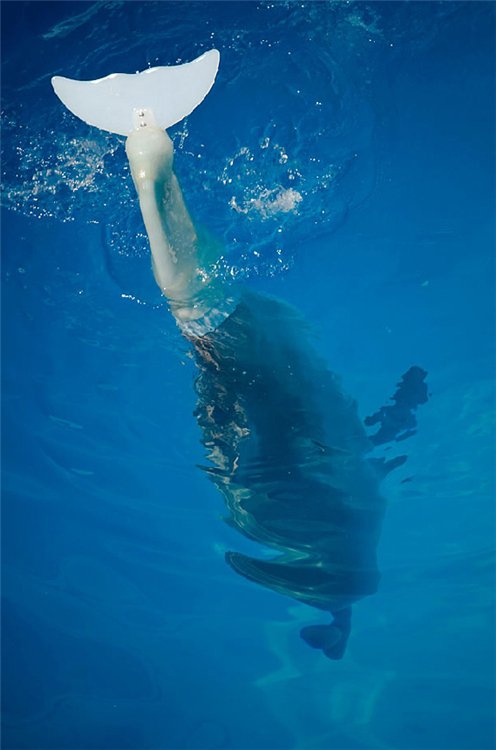 Дельфин Винтер – первое бионическое морское существо, которое двигается с помощью искусственного хвоста.