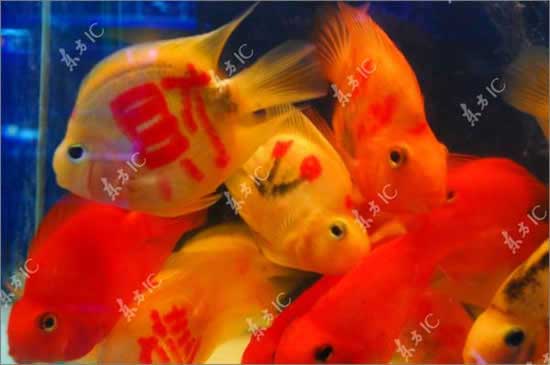 Теперь аквариумным рыбкам делают тату. Особенно не повезло золотым рыбкам, на их боках красуются иероглифы богатства и удачи.