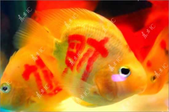 Теперь аквариумным рыбкам делают тату. Особенно не повезло золотым рыбкам, на их боках красуются иероглифы богатства и удачи.