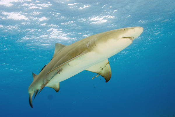 Лимонная акула обычно охотится за прочими акулами, а также за крупными морскими птицами, кальмарами, ракообразными, выматывая их погоней и съедая.