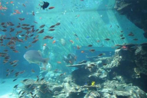 Хотя кажется, что панель аквариума “Куросио-но уми” не имеет соединительных швов