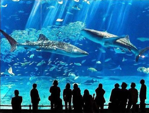 Этот фантастический подводный мир и посетителей разделяет самая большая в мире акриловая панель размером 60 сантиметров толщиной...