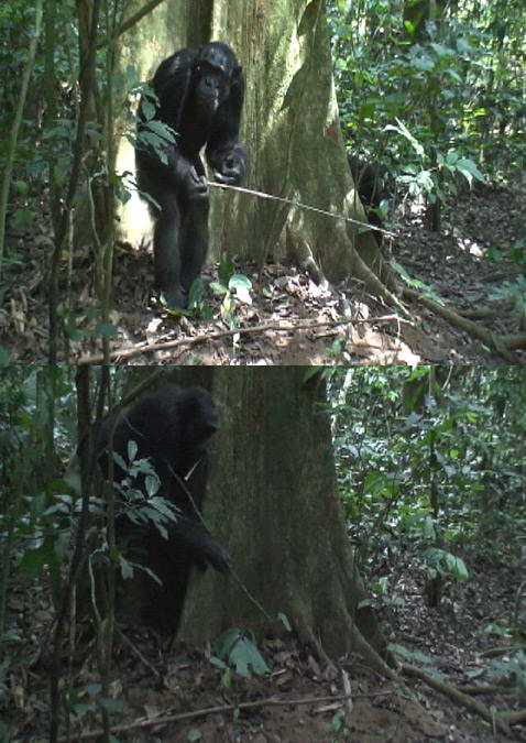 Вверху: взрослый самец шимпанзе, стоя на двух ногах, готов применить инструмент для ворошения муравейника. Внизу: первый инструмент погружается в гнездо, в то время как второй ("ложка") держится наготове в зубах (фотографии Morgan/Sanz, Goualougo Triangle Ape Project, Nouabale-Ndoki National Park, Republic of Congo).