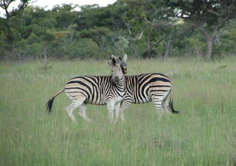 Дело в том, что зебры обитают в открытых саваннах, где их и так легко обнаружить. Но благодаря своим контрастным полоскам хищнику довольно трудно определить точное расстояние до них, особенно издалека. 