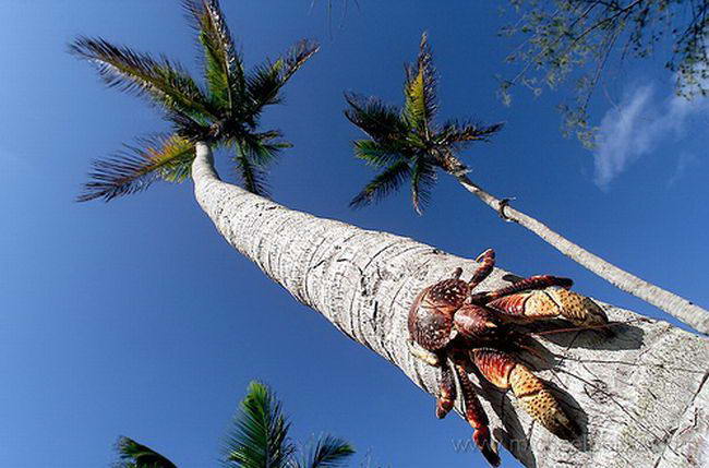 Пальмовый вор или кокосовый краб