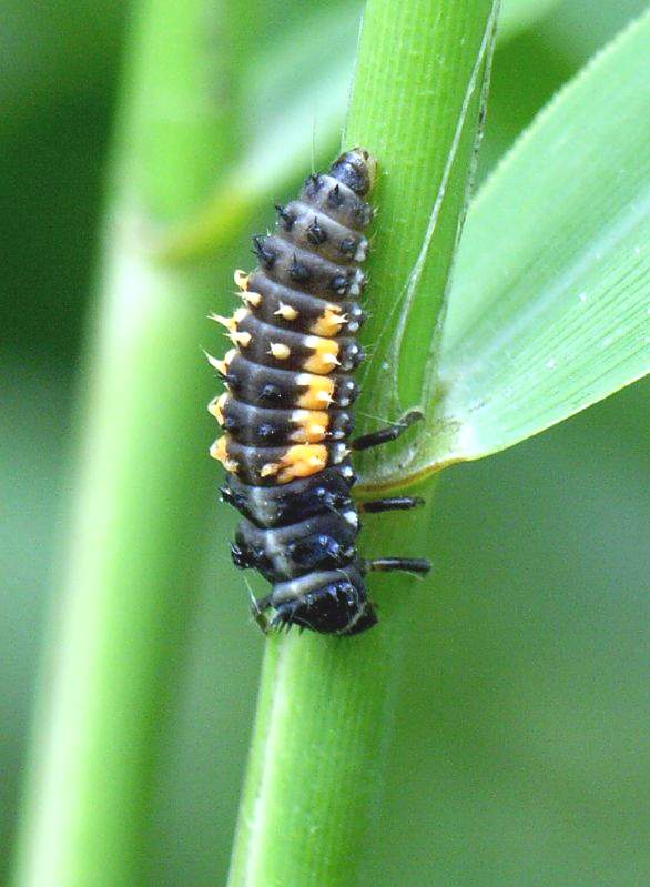 Кокцинеллиды (Coccinellidae) будучи личинками, жуки уничтожают за весь период до 800 тлей, а целиком за жизненный цикл — более 4 000.асчитывающему около 3 500 видов.