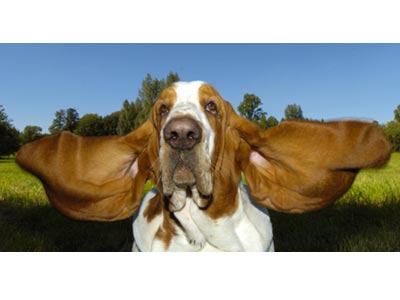 Бассетхаунду же принадлежат самые длинные собачьи уши – 29,2 см