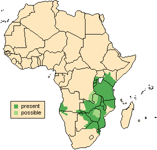 Карта ареала обитания Импал