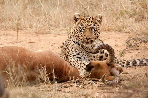 Часто на импал нападает леопард.