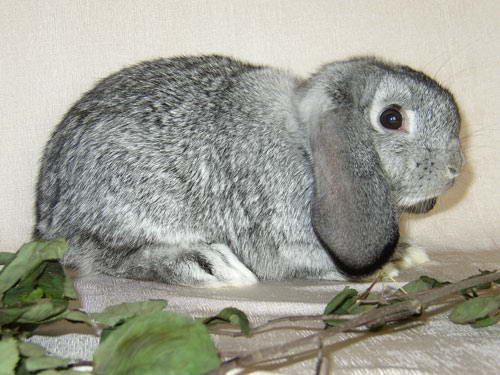 Карликовые кролики породы БАРАН (WIDDER - ZWERGE (WZw) - Европейская порода)