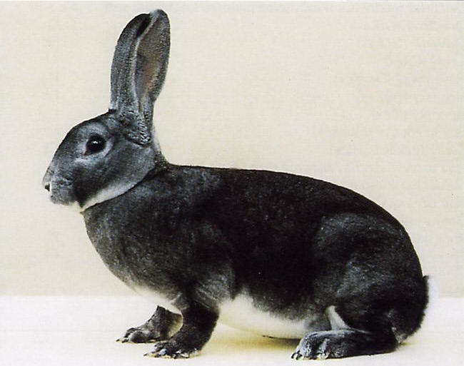 Карликовые кролики породы РЕКС