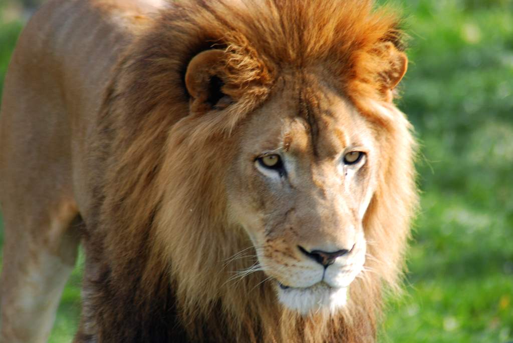 Panthera leo (львы)