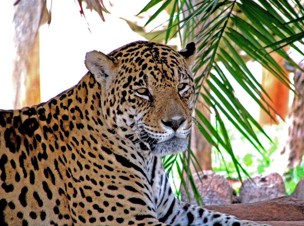 Panthera pardus (леопарды) 