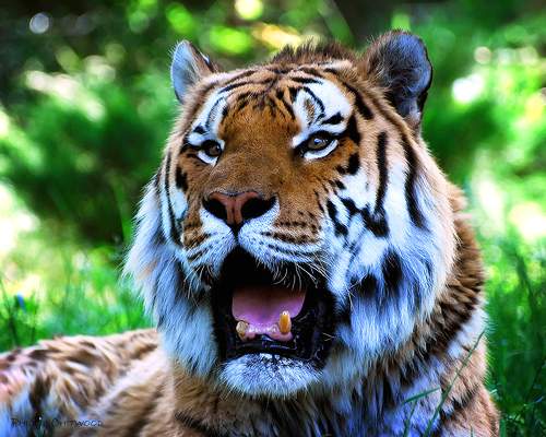 Panthera tigris (тигры)