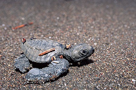 Самая таинственная из всех морских черепах — атлантическая ридлея.