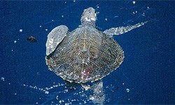 Самая таинственная из всех морских черепах — атлантическая ридлея.