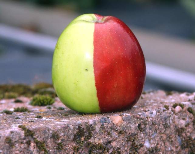 Необычное яблоко сорта "Голден"