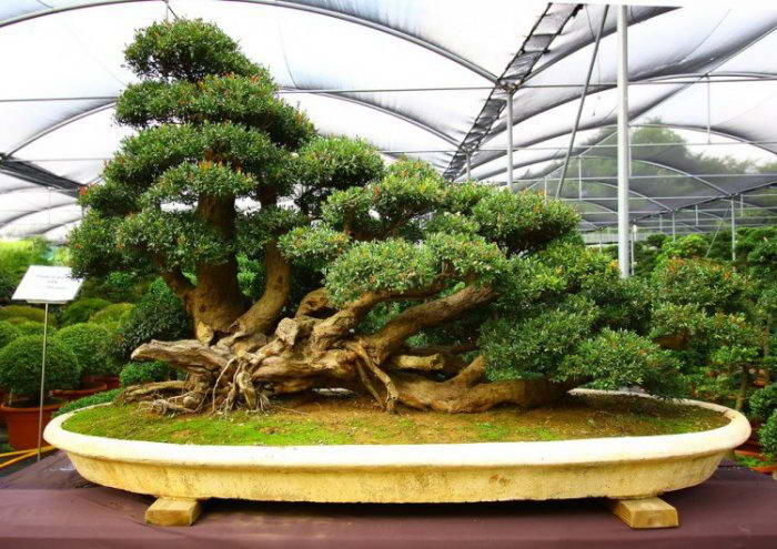  Искусство бонсай зиждется на технике искусственного уменьшения размеров живых растений.