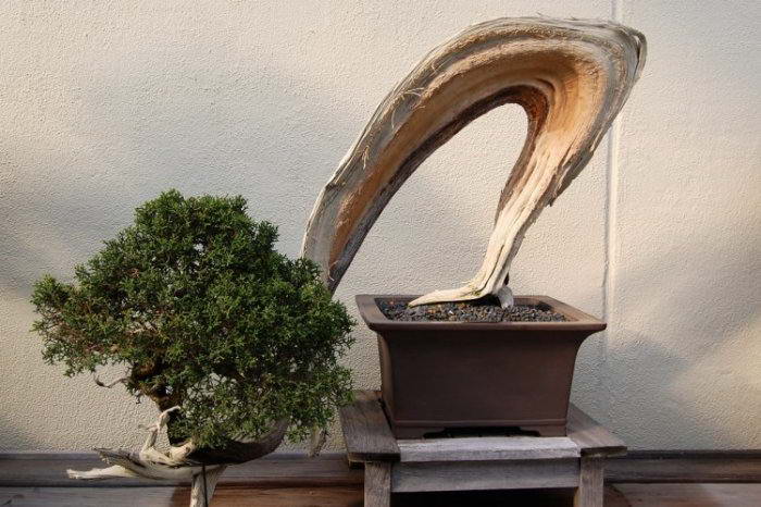  Искусство бонсай зиждется на технике искусственного уменьшения размеров живых растений.