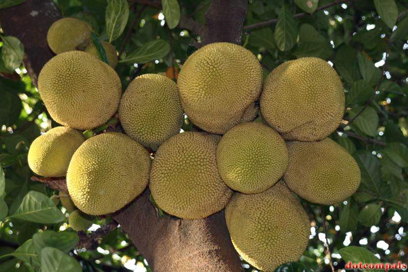 Впечатляют плоды индийского хлебного дерева (Artocarpus) — до метра в поперечнике!