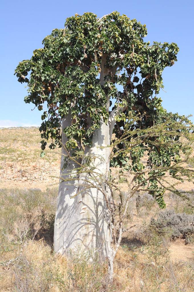 огуречное дерево (Dendrosicyos socotrana) — растение с колючими морщинистыми листьями, шипастыми, похожими на обычные огурцы плодами и толстым, разбухшим от млечного сока стволом