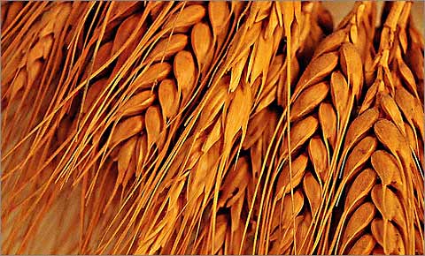 Полба – это полудикий сорт пшеницы, точнее, группа видов пшеницы с ломким колосом и плетенчатым зерном.