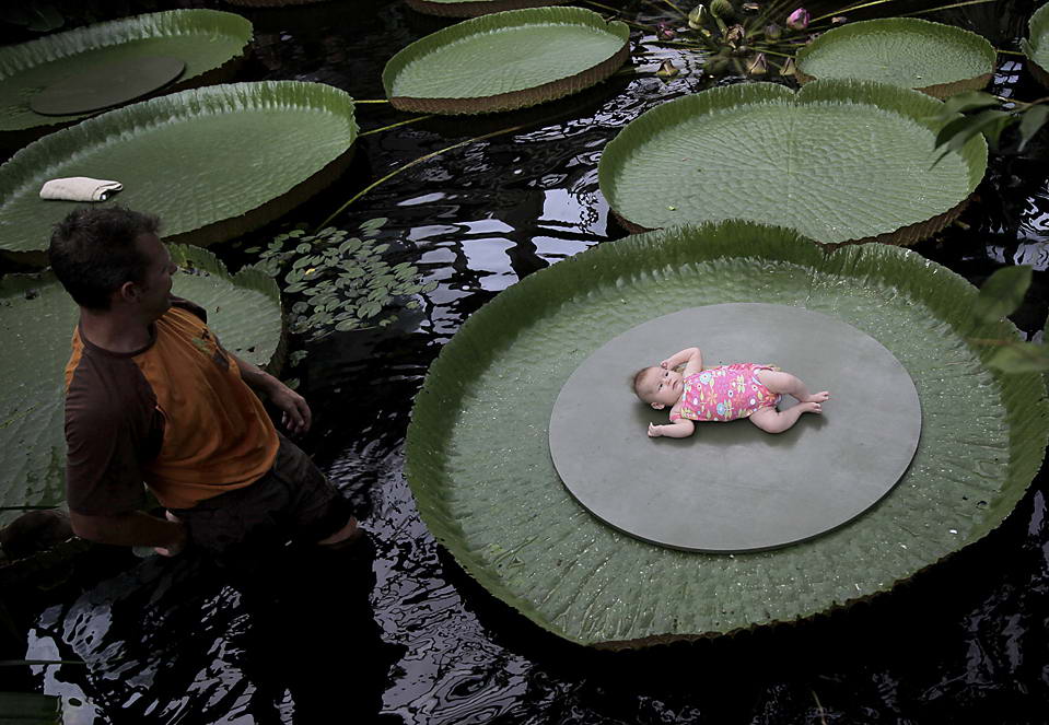 Каждый родитель может сфотографировать своего ребенка на гигантской лилии