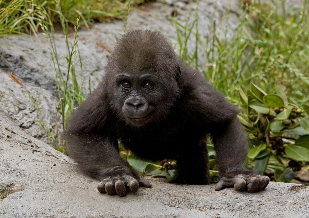 В зоопарке Сан Диего, Калифорния у маленькой гориллы по кличке Франк день рождения, ему стукнул годик. 