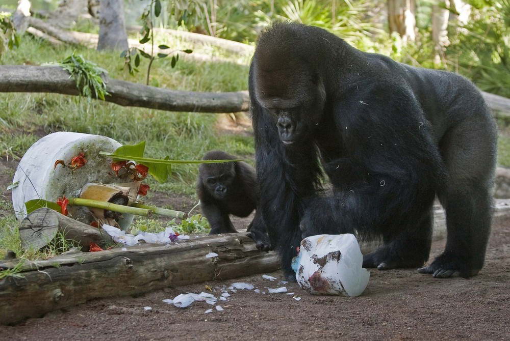 В зоопарке Сан Диего, Калифорния у маленькой гориллы по кличке Франк день рождения, ему стукнул годик. 