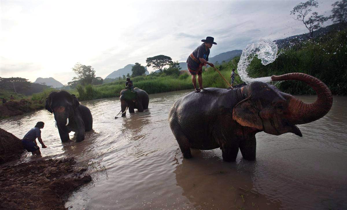 Тайские слоны принимают ванну в заливе недалеко от национального парка Кхао Яй в Нахон Ратчасима, Таиланд. 