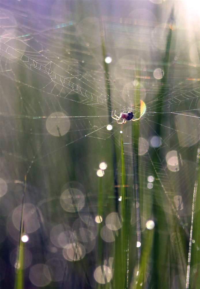Капельки росы видны на стебельках риса, на которых паук плетет свою паутину на ферме в поселке Дханое Кхурд, Индия. 