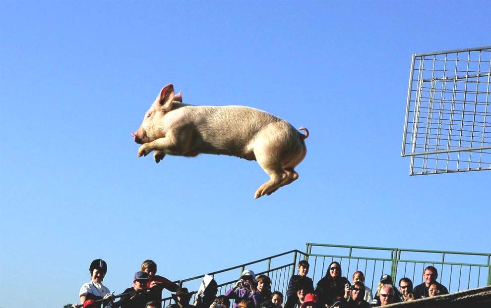 Мисс Порки Пиг летит по воздуху во время поросячьих гонок