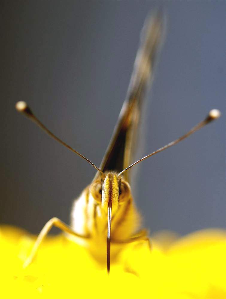 Бабочка-репейница пьет нектар из цветка