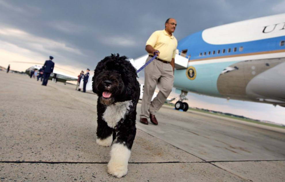 Бо – собака президентской семьи – удаляется от Борта номер один (самолет президента) по направлению к Белому дому на воздушной базе Эндрюс, Мэрилэнд, вернувшись из отпуска в Martha's Vineyard с семьей Обама. (Alex Brandon/AP)