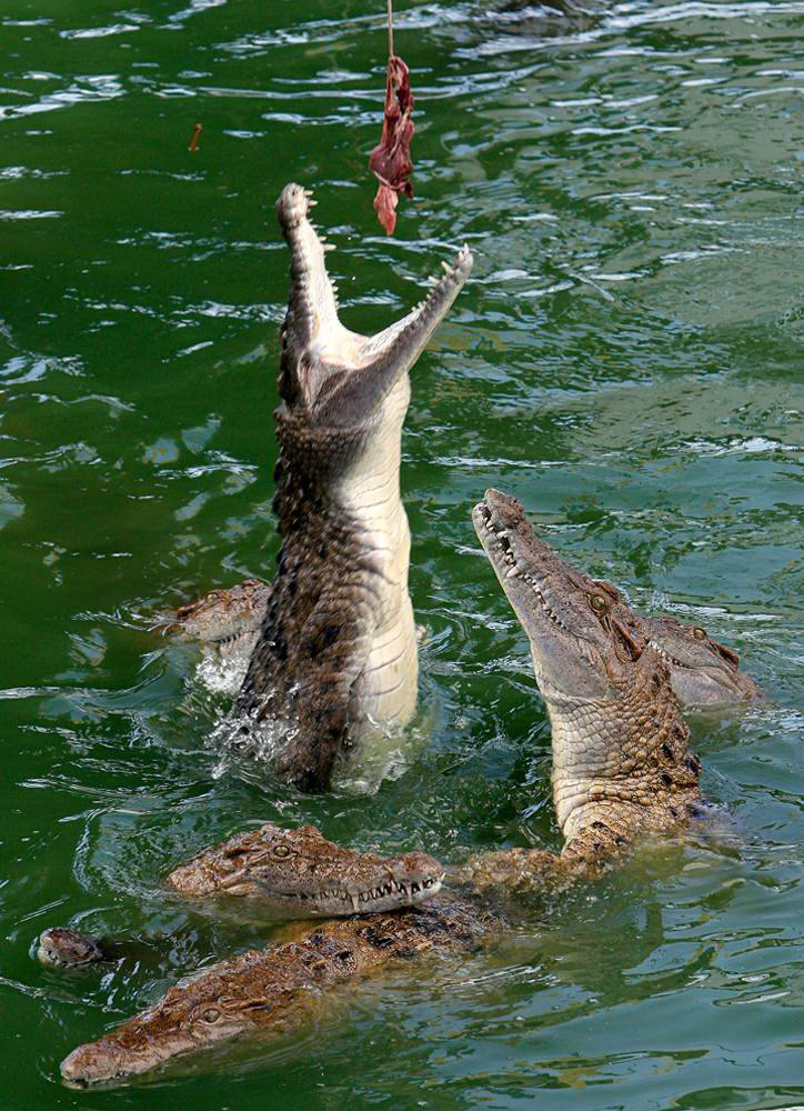 Крокодилы тянутся за куском мяса во время кормежки в парке для крокодилов в Маниле, Филиппины. (Romeo Ranoco/Reuters)
