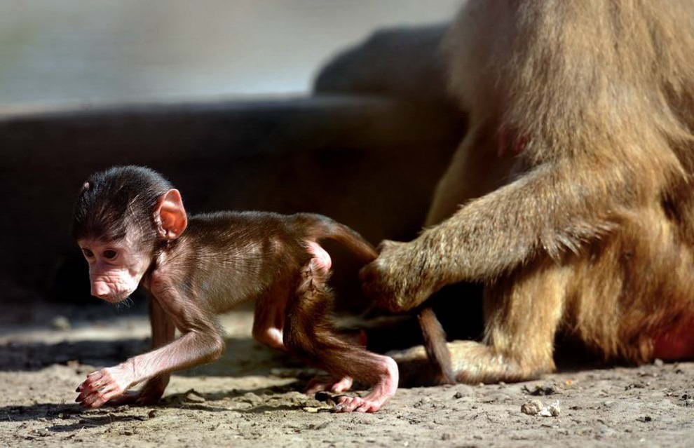 Детеныш гамадрила в зоопарке Парк Лекок в Монтевидео, Уругвай. (Miguel Rojo/AFP - Getty Images)