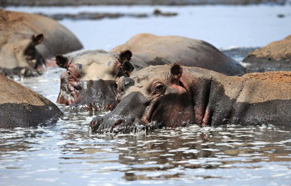 Группа бегемотов в грязной луже в Национальном парке Тсаво в южной Кении. (Roberto Schmidt/AFP - Getty Images)