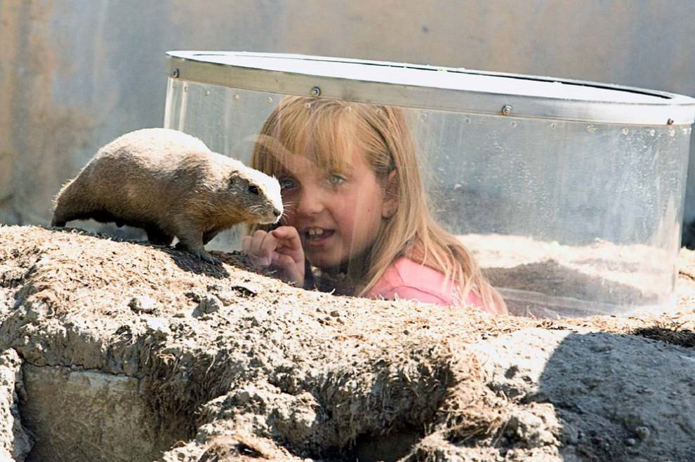 Девочка в стеклянной капсуле пытается привлечь внимание луговой собачки на выставке в Детройском зоопарке рядом с Роял Оук, Мичиган. (Stelios Varias/Reuters)