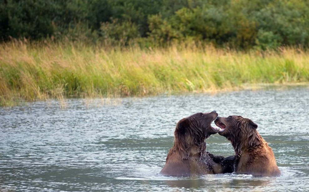 Бурые медведи играют в озере в Центре охраны дикой природы Аляски в Портаж Глэйшер. В центре заботятся о найденных в округе больных и брошенных животных, чтобы потом вернуть их в естественную среду обитания. (Saul Loeb/AFP - Getty Images)