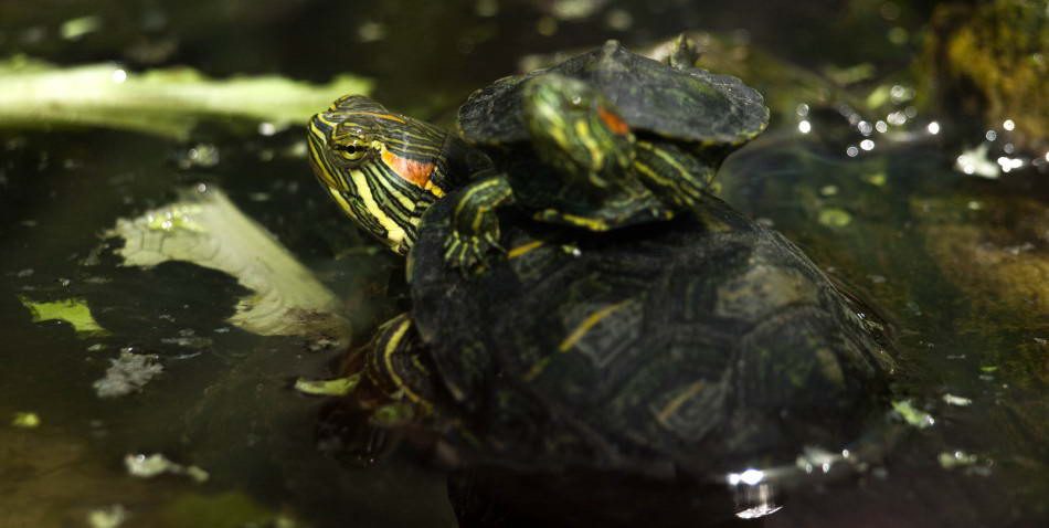 Красноухие черепахи в парке Safari World, Бангкок, Таиланд 