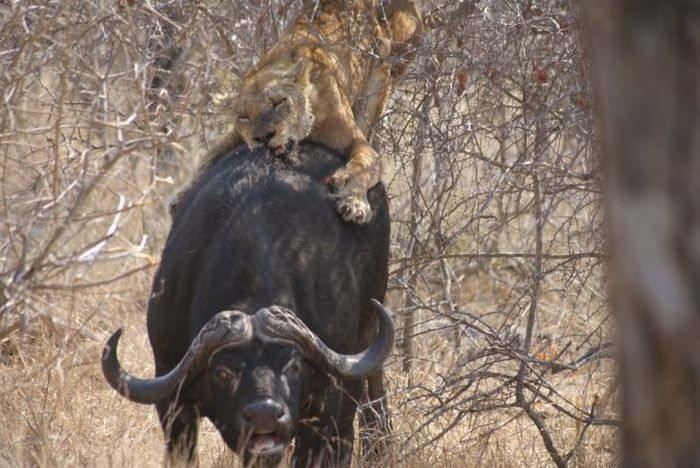 Голодная львица в одиночку решила завалить огромного буйвола