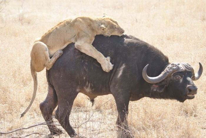 Голодная львица в одиночку решила завалить огромного буйвола
